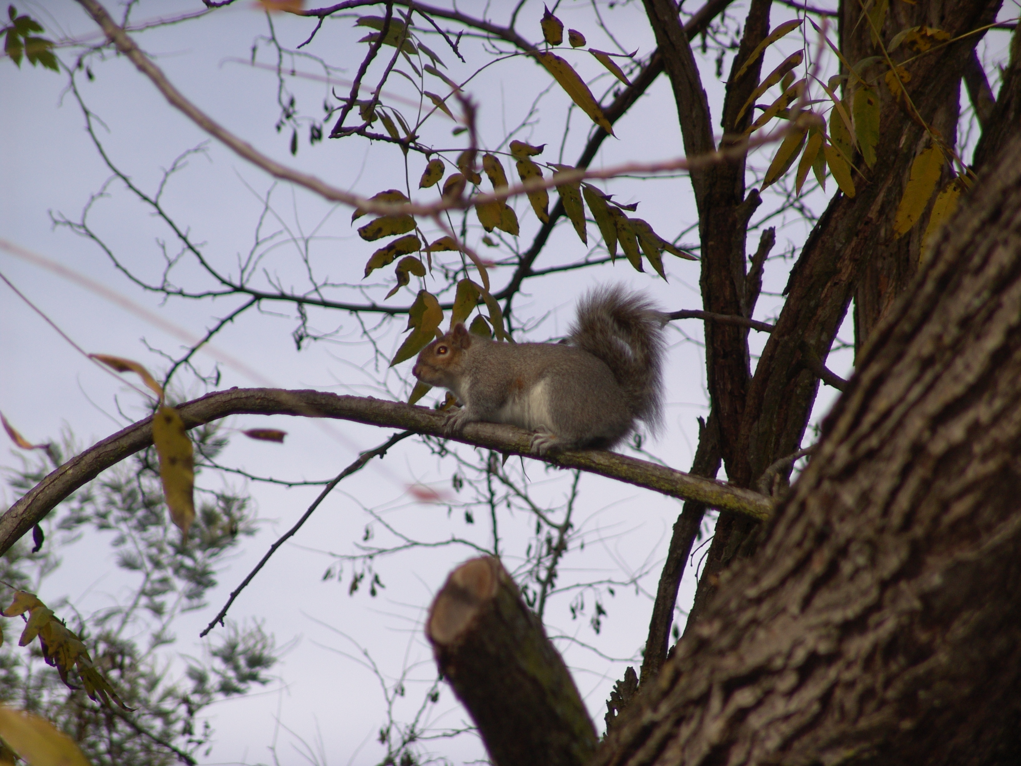 Sample img of my zoom question Sony Cyber shot Talk Forum Digital