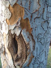 Click to see DSC00410.JPG