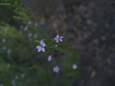 Click to see DSC00411.JPG