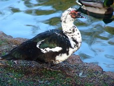 Click to see DSC00432.JPG