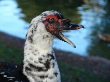 Click to see DSC00439.JPG