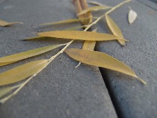 Click to see DSC00458.JPG