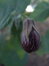 Click to see DSC00462.JPG