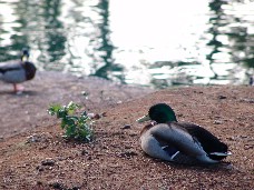 Click to see DSC00471.JPG