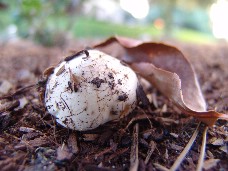 Click to see DSC00472.JPG