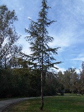 Click to see DSC00207.JPG