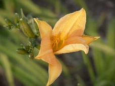 Click to see DSC00271.JPG