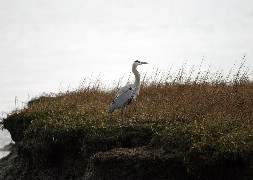 Click to see IMG_5115.JPG