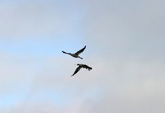 Click to see IMG_5152.JPG