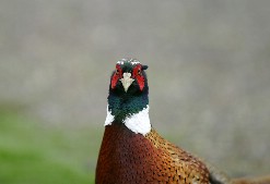 Click to see IMG_5297.JPG