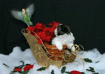 Click to see IMG_1249.JPG