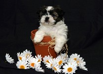 Click to see IMG_1252.JPG