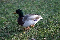 Click to see IMG_1609.JPG