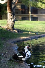 Click to see IMG_1663.JPG
