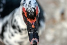 Click to see IMG_1718.JPG
