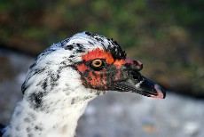 Click to see IMG_1722.JPG