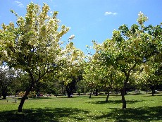 Click to see DSCN0467.JPG