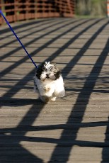 Click to see IMG_7062.JPG