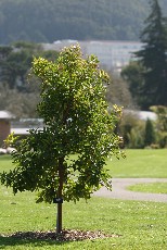 Click to see IMG_0736.JPG